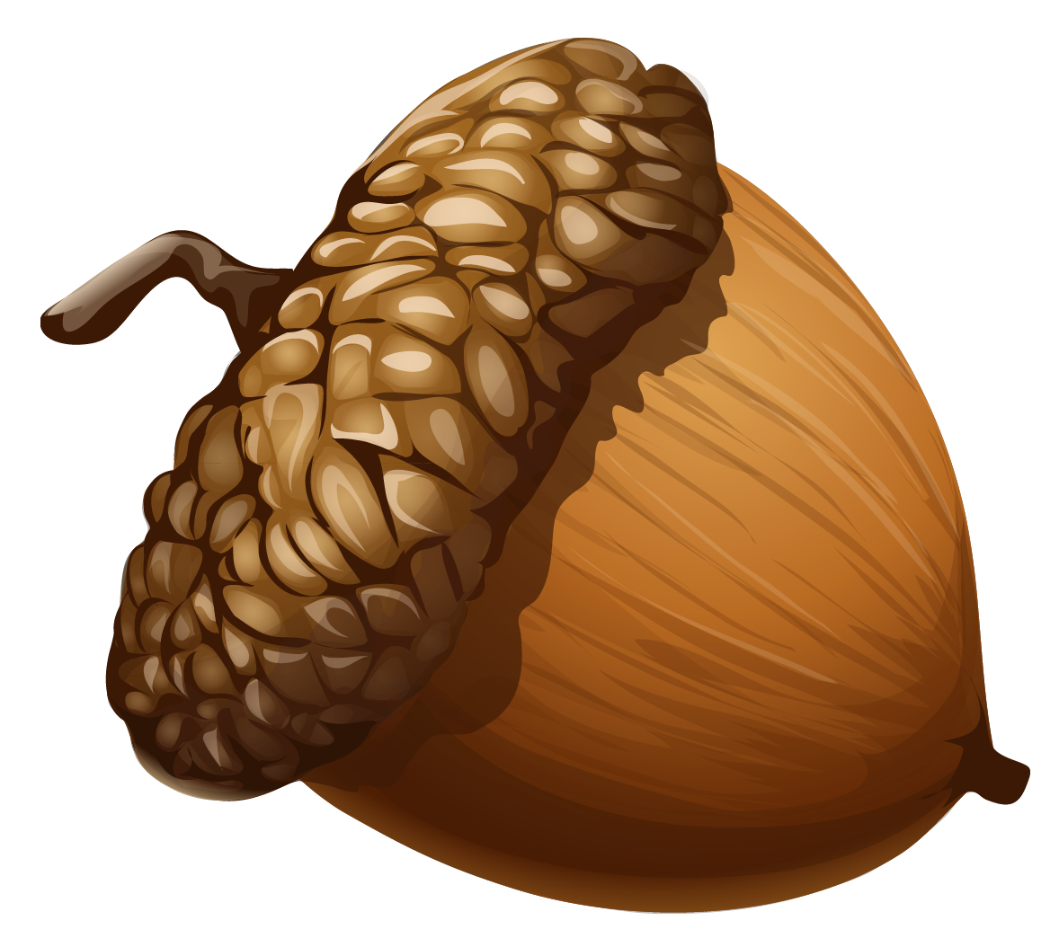 Acorn PNG