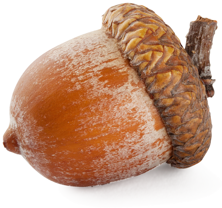 Acorn PNG Image in High Definition