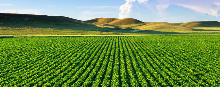 Agriculture PNG HD - Agriculture Png