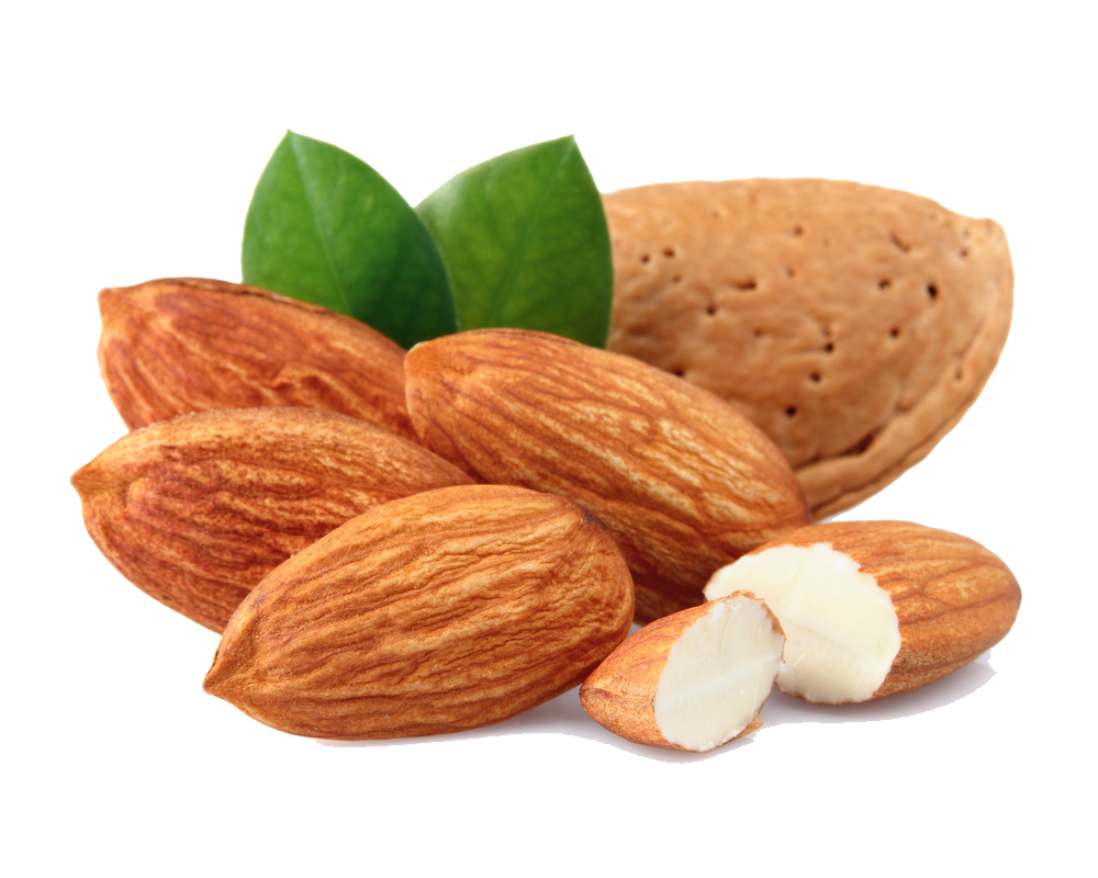 Almond PNG HD Image pngteam.com