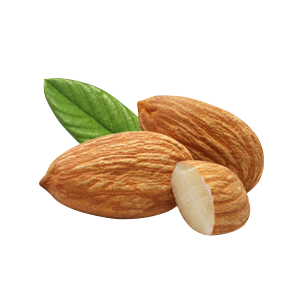 Almond PNG Picture pngteam.com