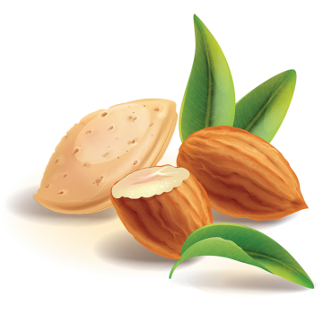 Almond PNG Clipart Image - Almond Png