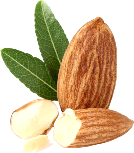 Almond PNG High Definition Photo Image - Almond Png