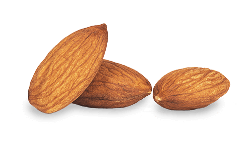 Almond PNG pngteam.com