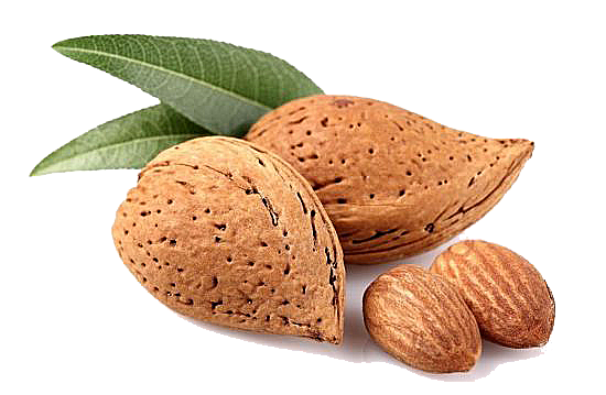 Almond PNG High Definition Photo Image pngteam.com