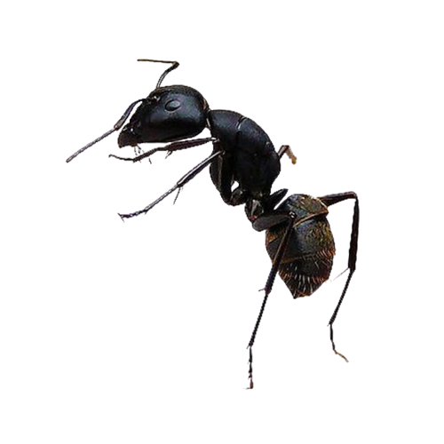 Ant Transparent Images pngteam.com