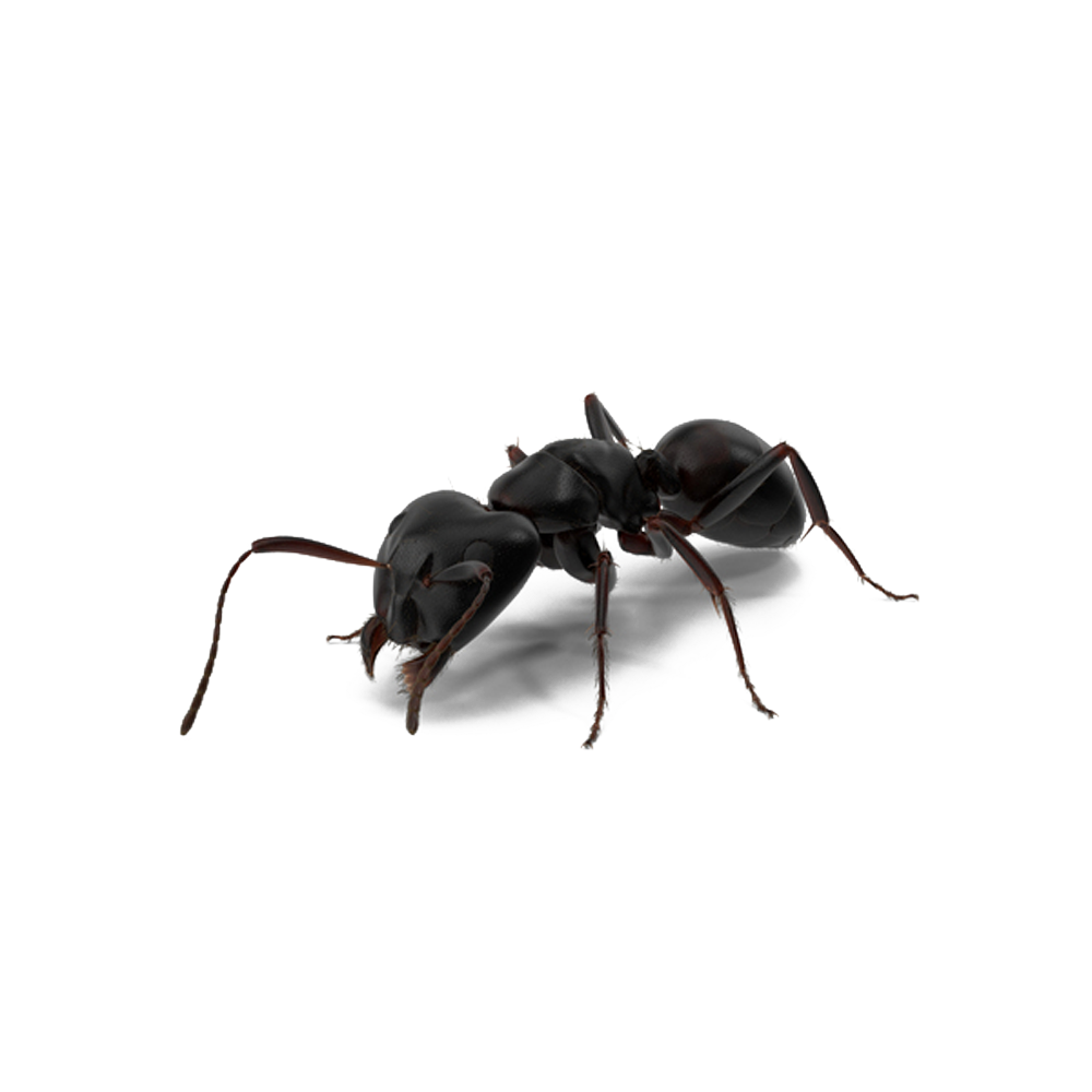 Ant PNG HD pngteam.com