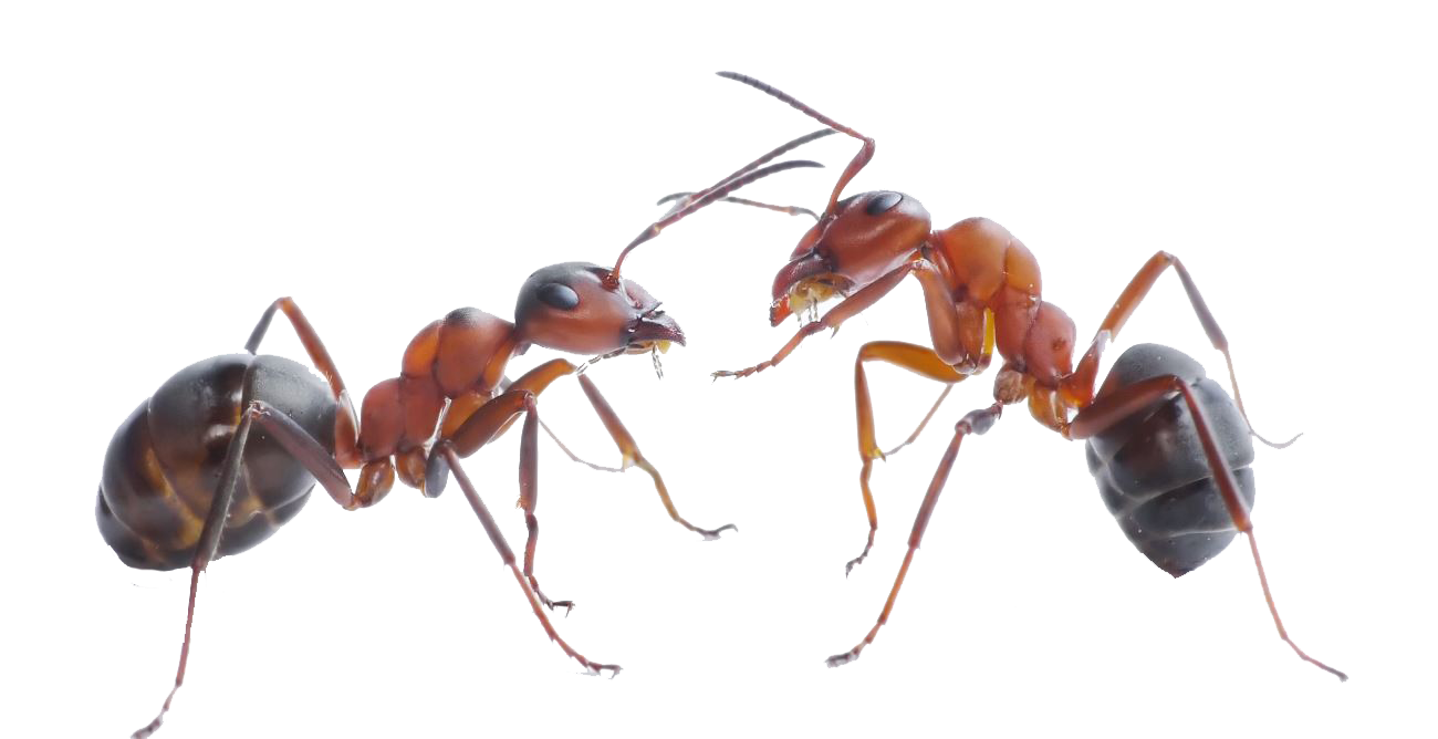 Ant PNG Picture pngteam.com