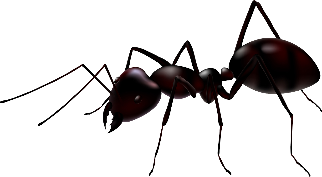 Ant PNG Image in Transparent pngteam.com