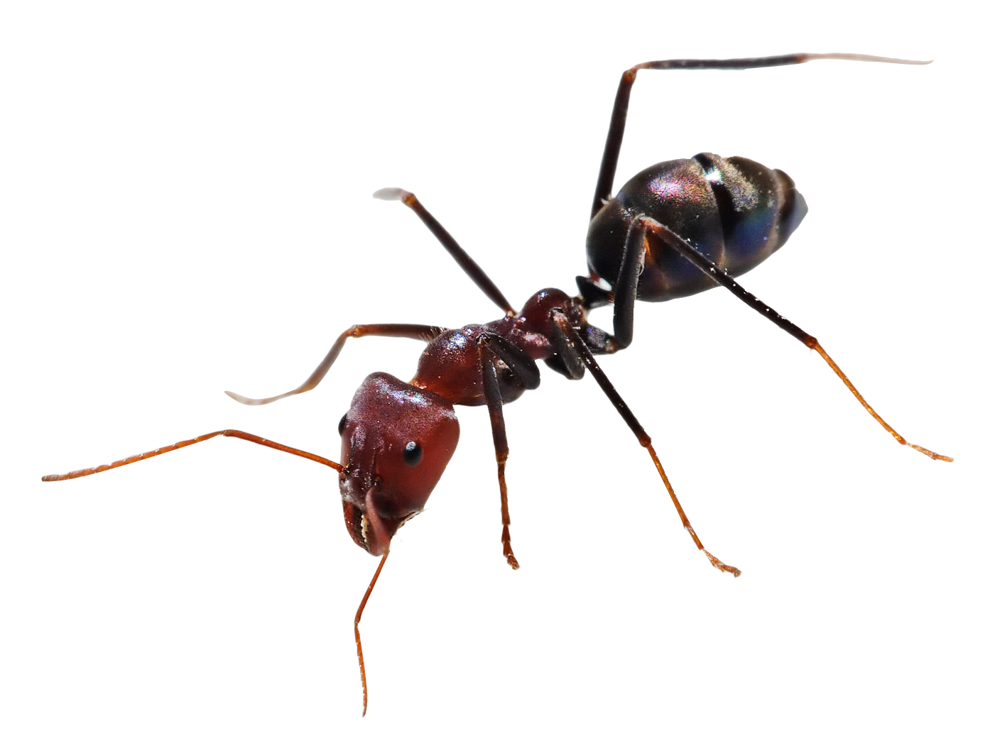 Ant PNG HD and Transparent pngteam.com