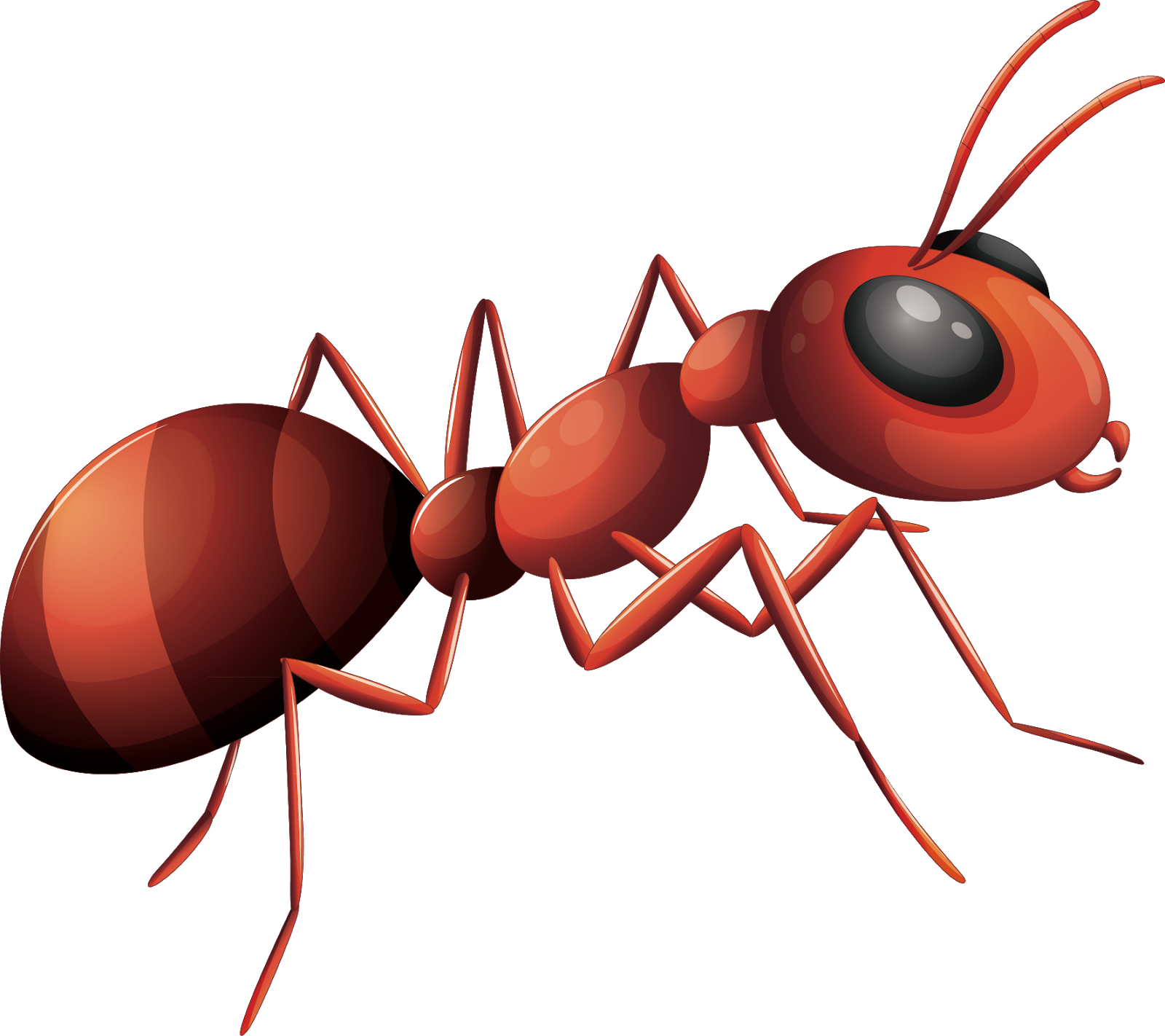 Ant PNG HD File - Ant Png