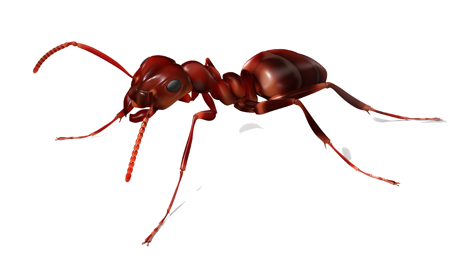 Ant PNG Picture pngteam.com