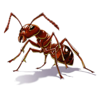 Ant PNG HQ Image pngteam.com