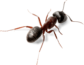 Ant PNG HD and HQ Image pngteam.com