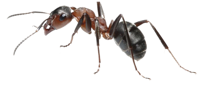 Ant PNG HD Images pngteam.com