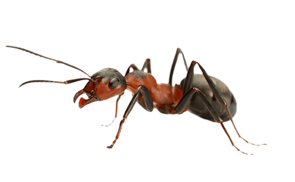 Ant PNG HD File