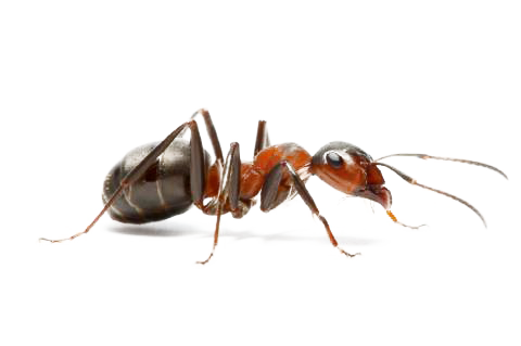 Ant PNG Best Image