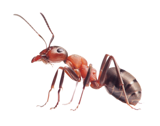 Ant PNG Transparent pngteam.com