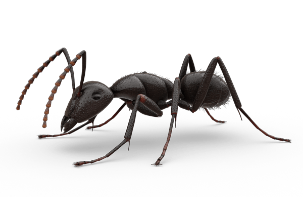 Ant PNG in Transparent pngteam.com