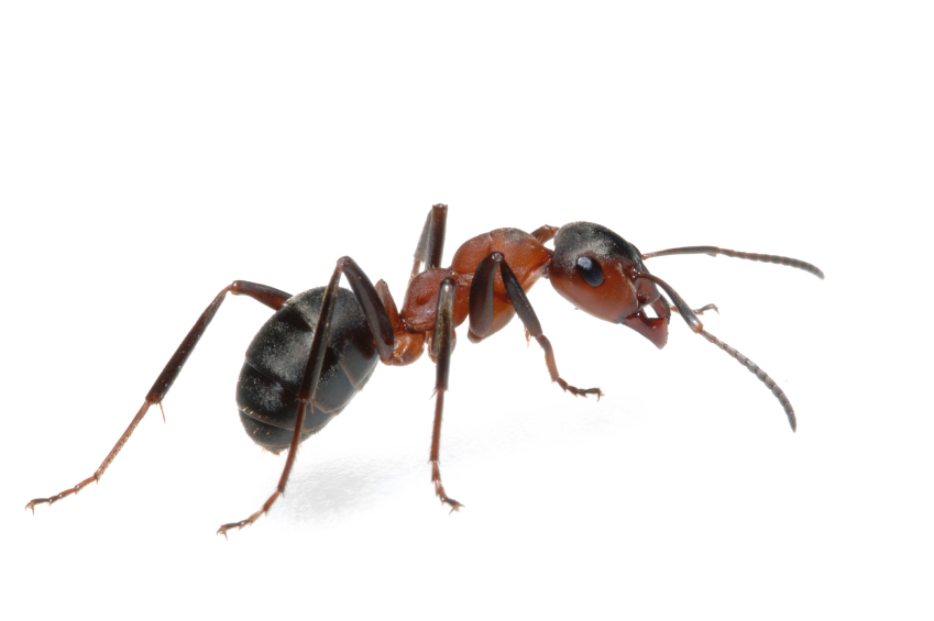 Ant PNG Images pngteam.com