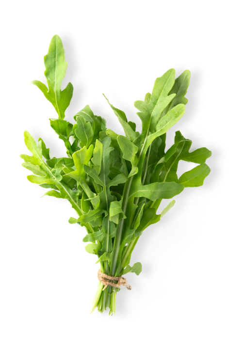 Arugula PNG HD