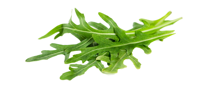 Arugula PNG Picture pngteam.com