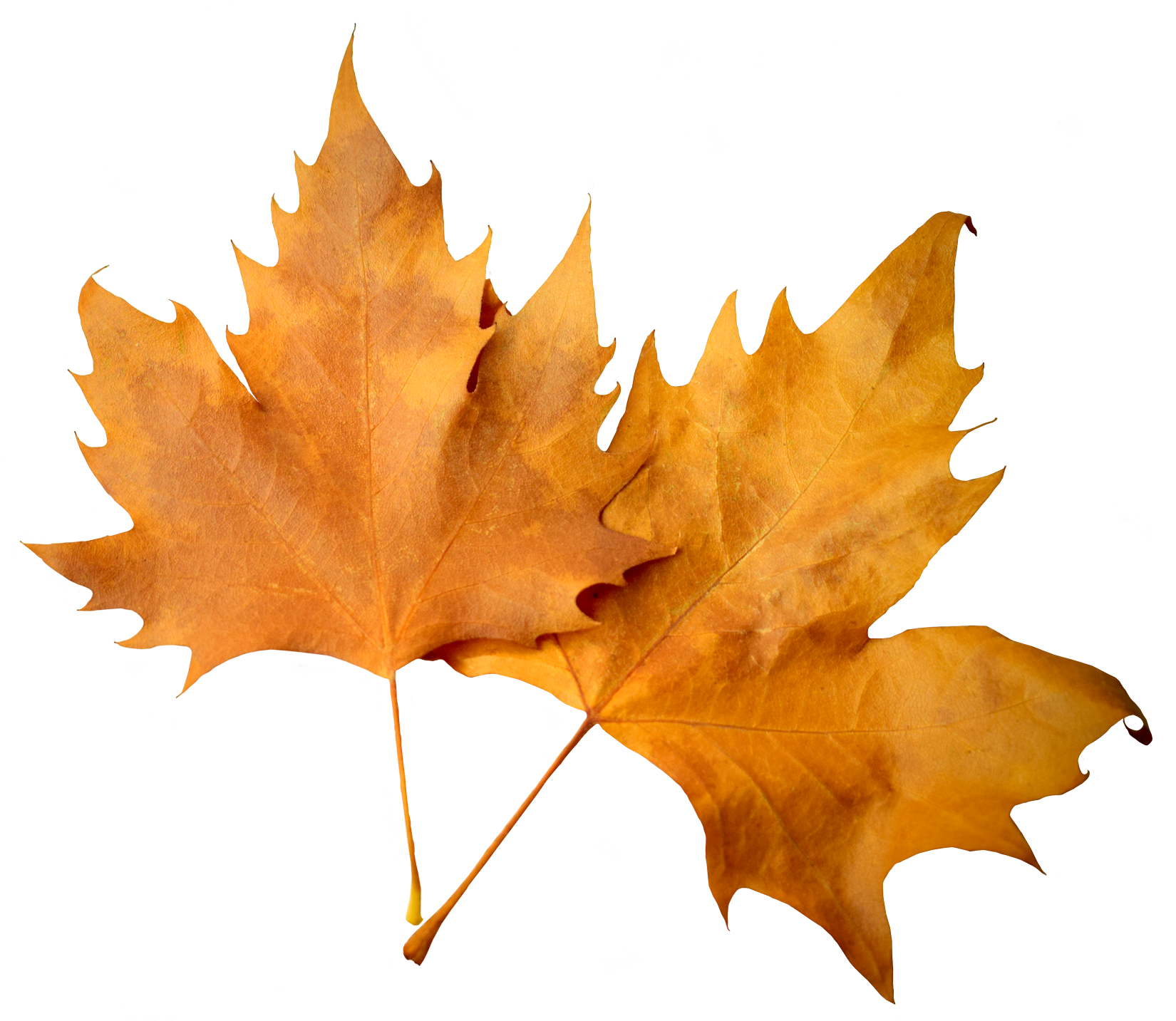 Autumn PNG File - Autumn Png