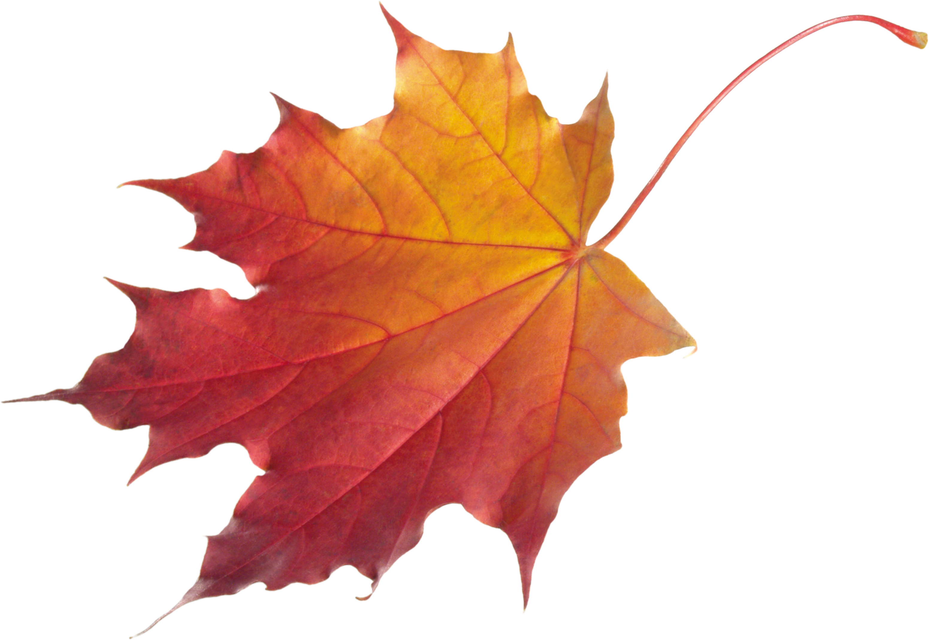 Autumn PNG HD Image - Autumn Png