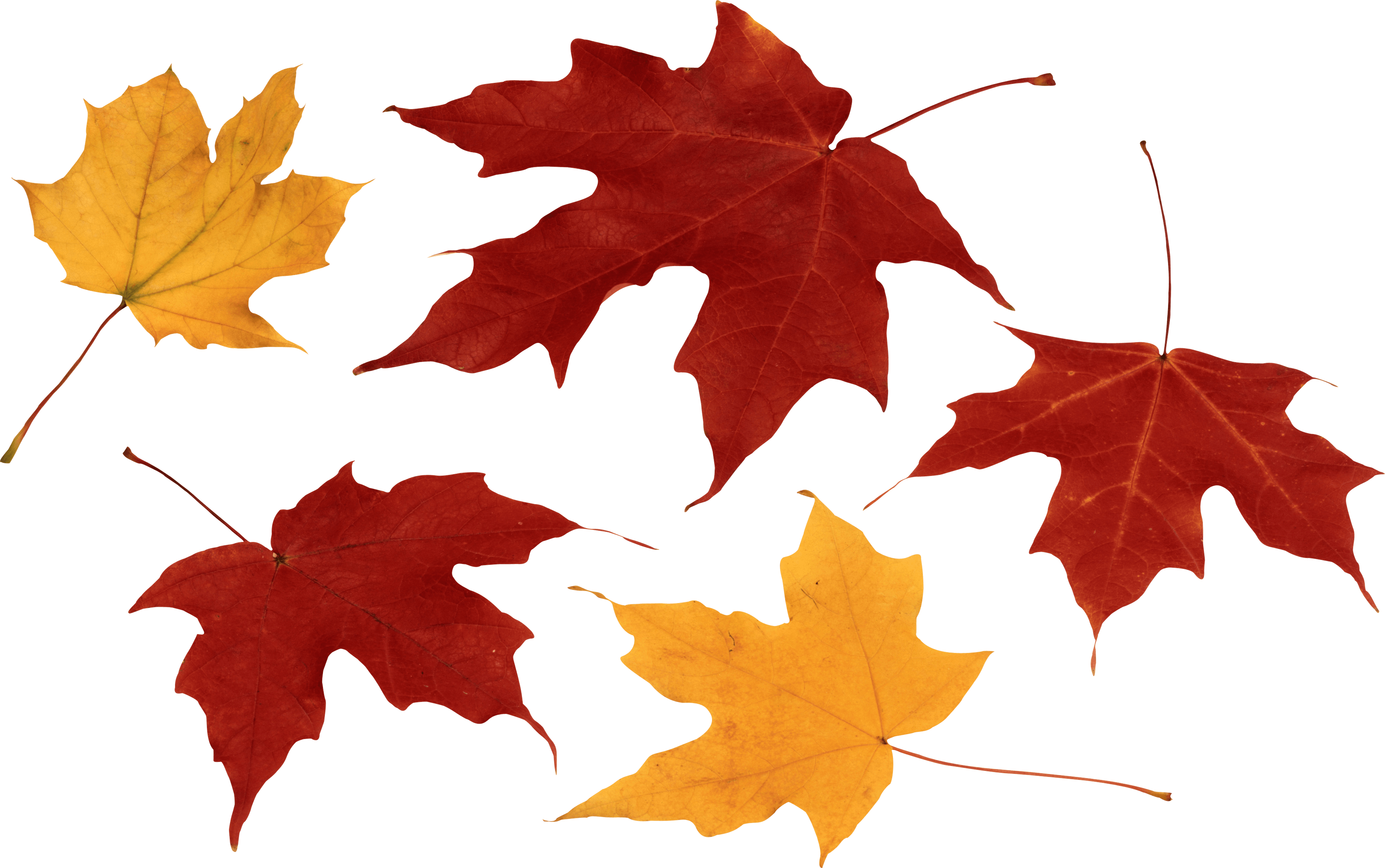 Autumn PNG Transparent - Autumn Png