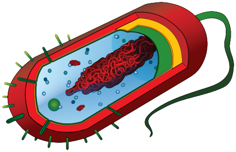 Download Bacteria PNG pngteam.com