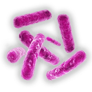 Bacteria PNG Transparent