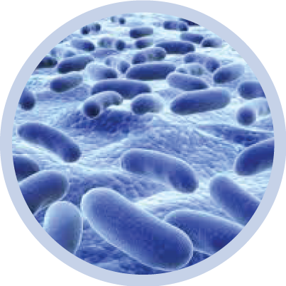 Bacteria PNG File pngteam.com