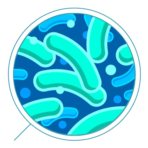 Bacteria PNG HD pngteam.com