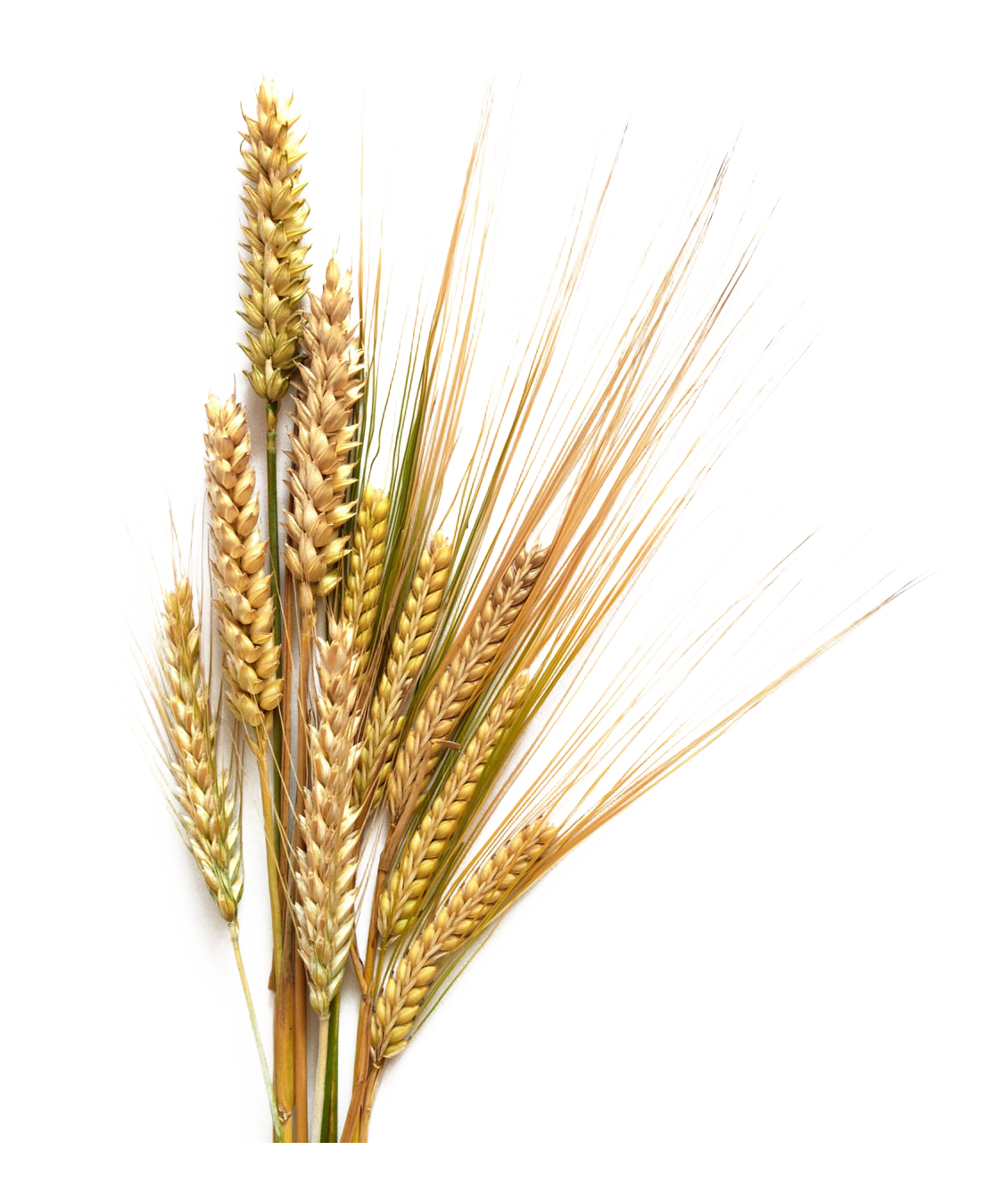 Barley PNG HD and HQ Image