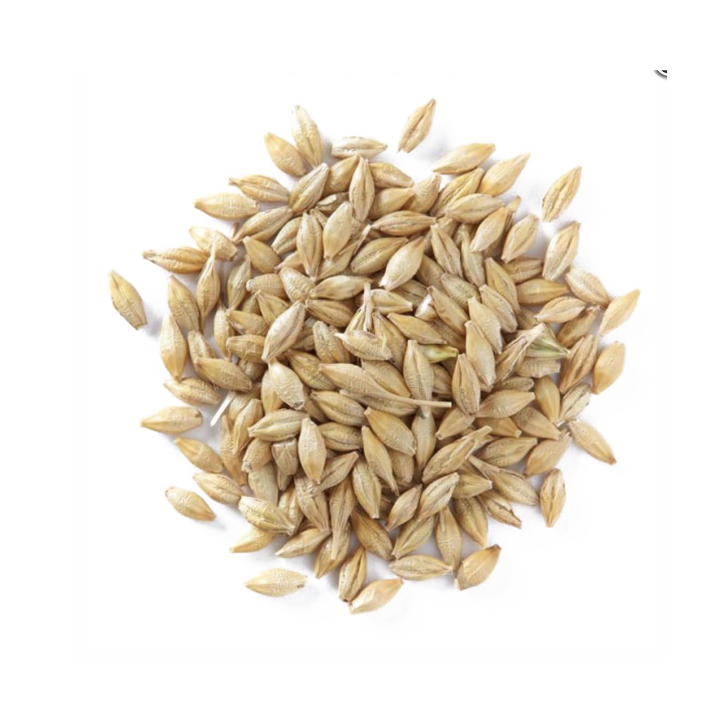 Barley PNG Photo pngteam.com