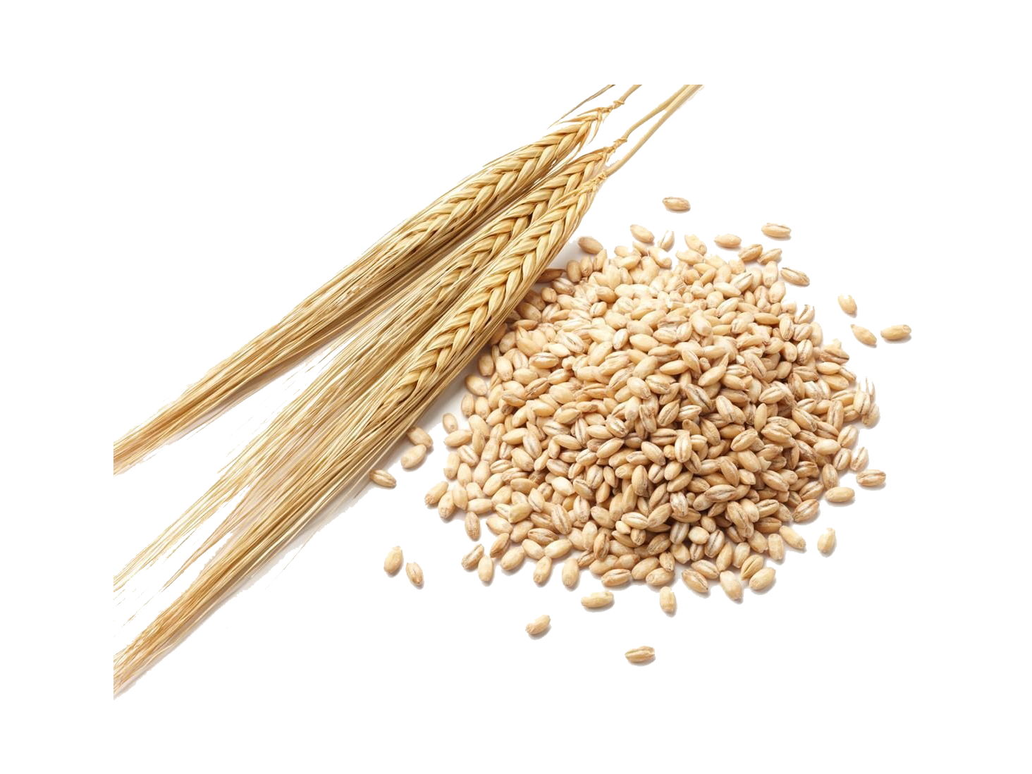 Barley PNG Image in High Definition