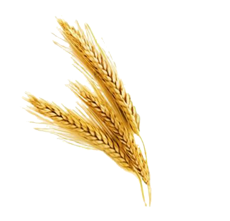 Barley PNG HD File pngteam.com
