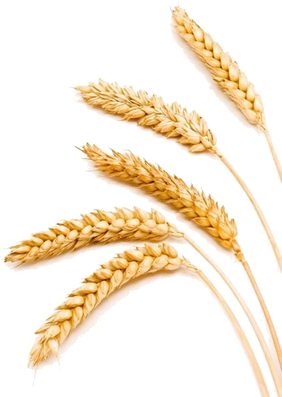 Barley PNG HD Image pngteam.com