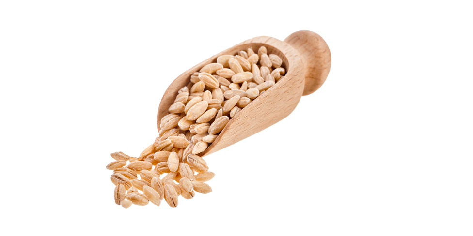 Barley PNG HD pngteam.com