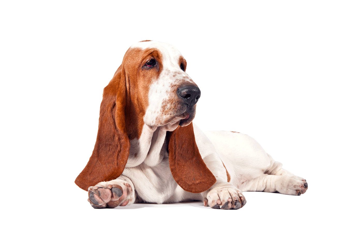 Basset Hound PNG