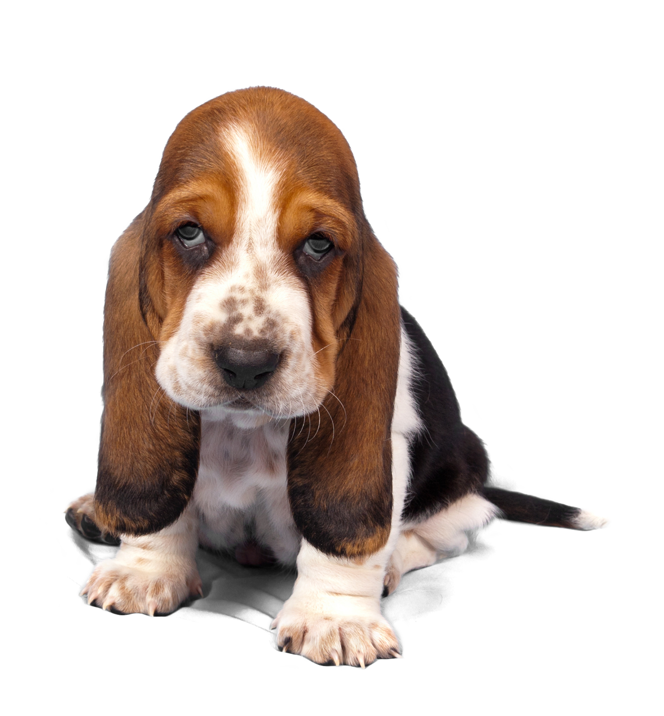 Dog Basset Hound PNG Picture Transparent pngteam.com