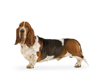 Basset Hound Dog PNG Images Transparent pngteam.com