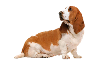 Basset Hound PNG Images pngteam.com