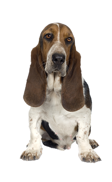 Basset Hound PNG in Transparent pngteam.com