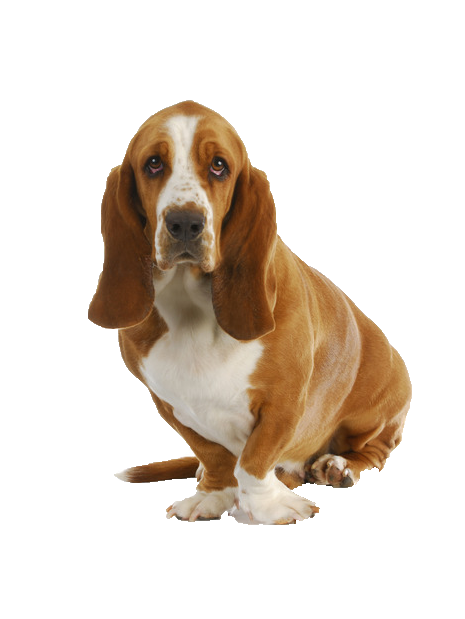 Basset Hound PNG High Definition Photo Image pngteam.com