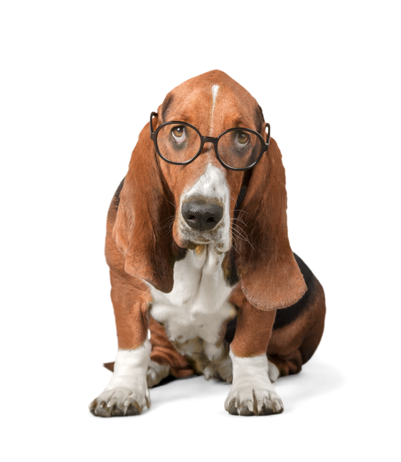 Basset Hound with Glasses PNG Best Image pngteam.com