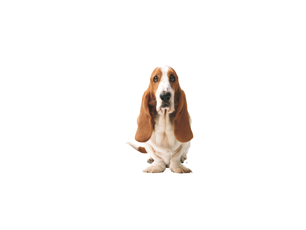 Basset Hound Front PNG File Transparent  pngteam.com