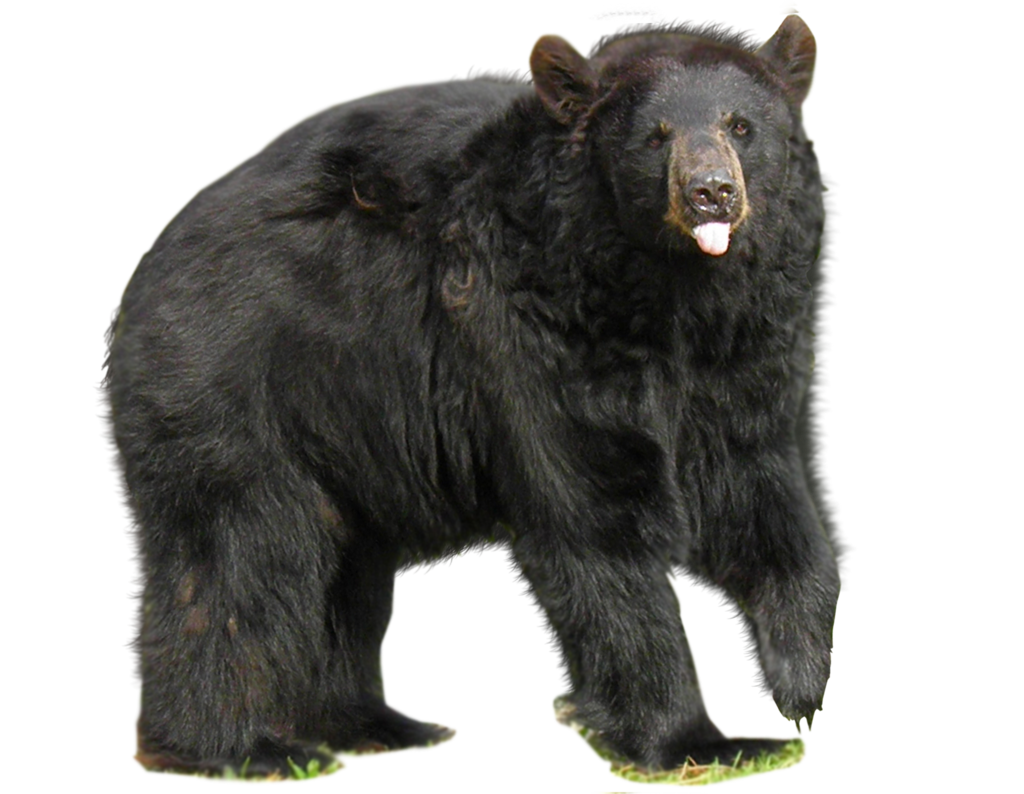 Bear PNG Image in Transparent pngteam.com