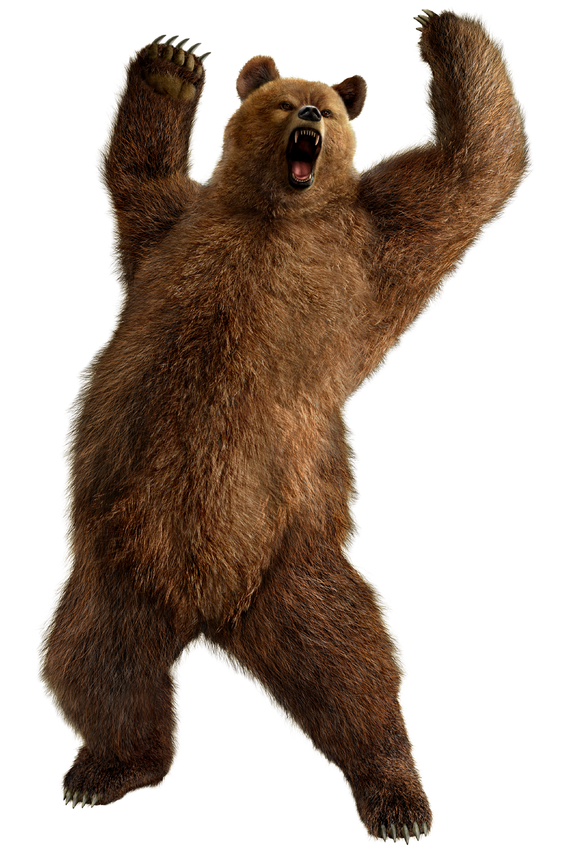 Bear PNG Photo