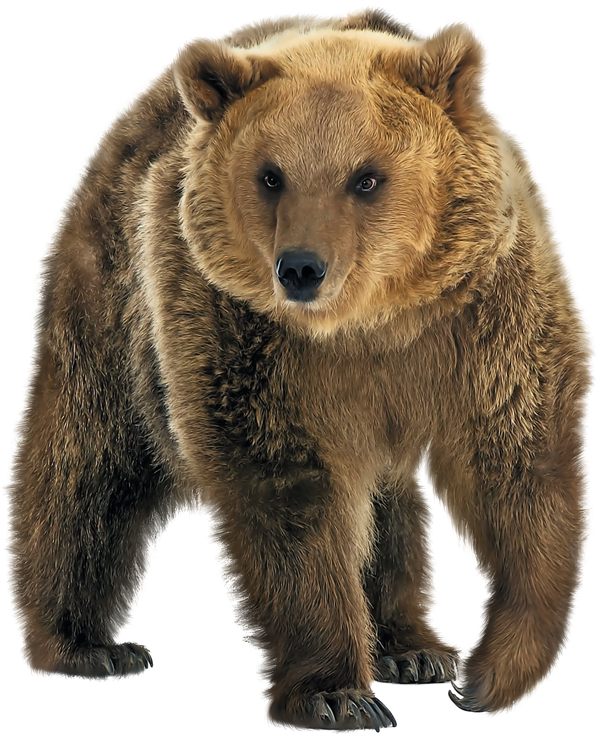 Bear PNG HQ Image pngteam.com